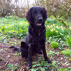 Luxury Dog Friendly Holiday Cottages In North Wales