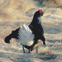 Black Grouse Walk