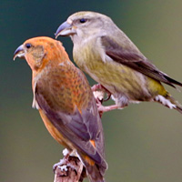 crossbill