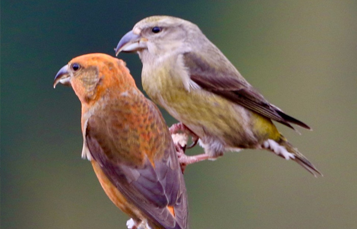 Crossbills Owls North Wales