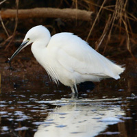 egrets