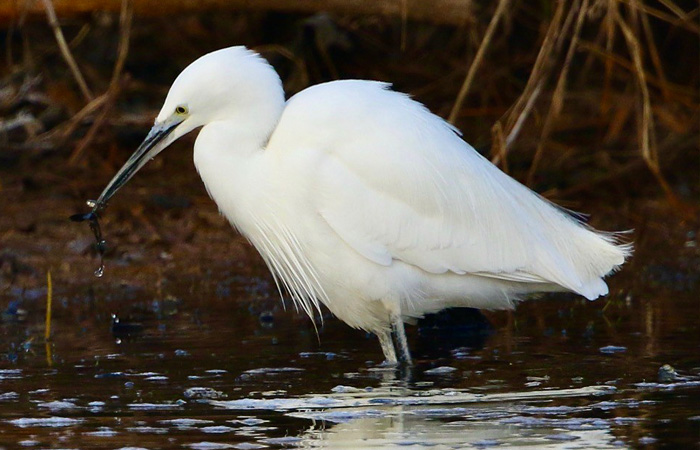 Little Egrets North Wales