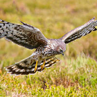 hen harriers