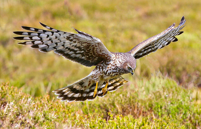 Hen Harriers North Wales