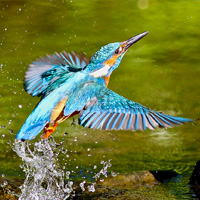 kingfishers