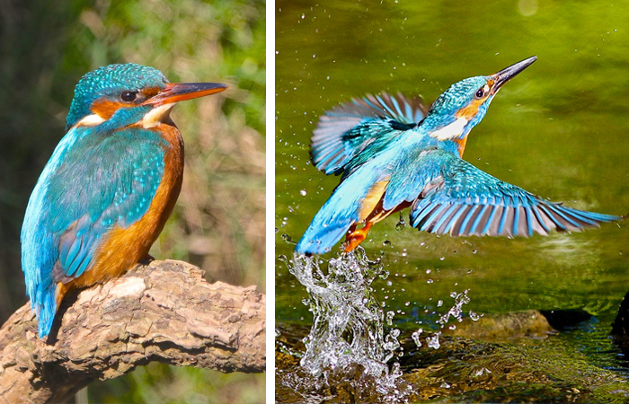 Kingfishers North Wales