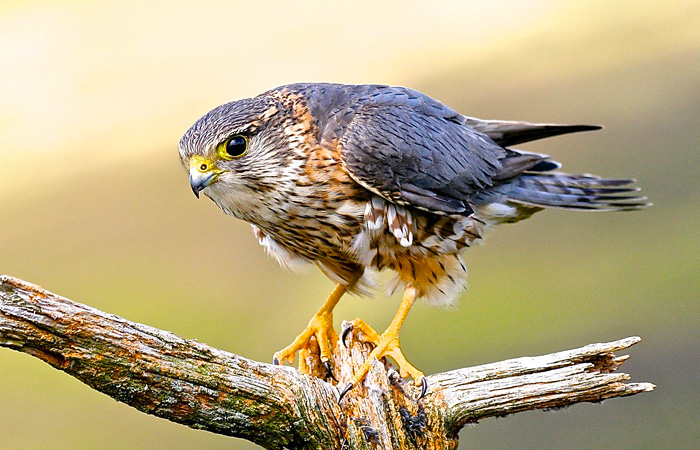 Merlins North Wales