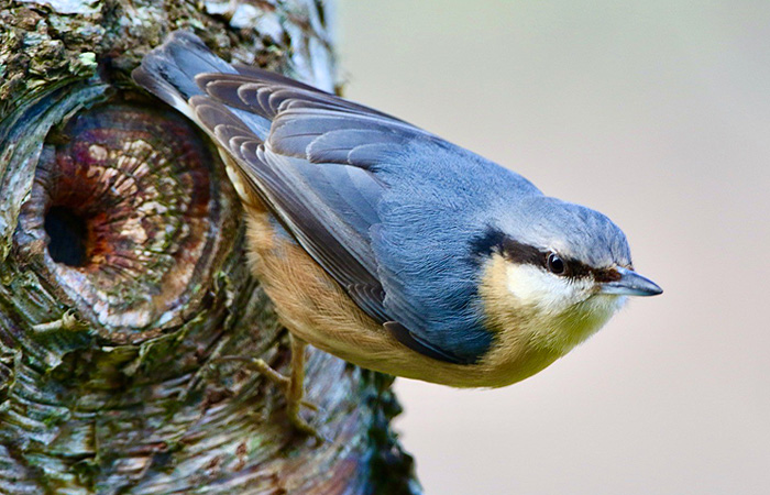 Nuthatches