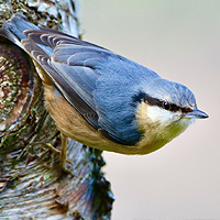 nuthatches