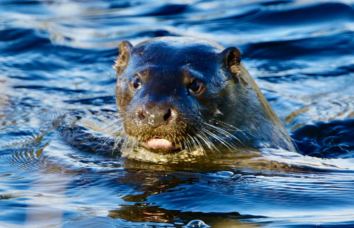 Otters North Wales