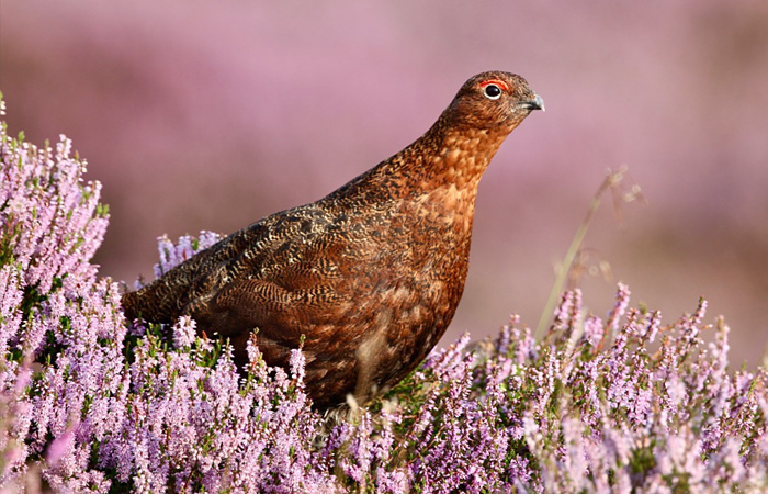 Red Grouse North Wales