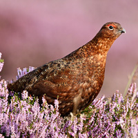 Red Grouse