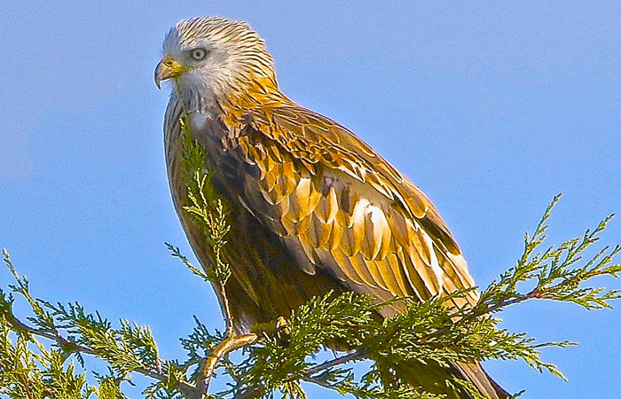 Red Kites