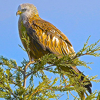 red kite