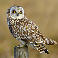 Short Eared Owl