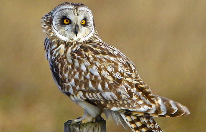 Short Eared Owls North Wales