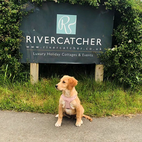 Luxury Dog Friendly Cottages North Wales