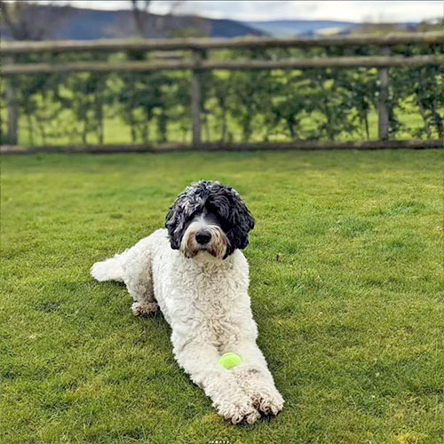 Safe fenced gardens for dogs