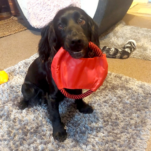 Dog Sitting